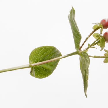 St. John's Worth Bath Calming