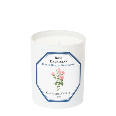 Rosa Damascena